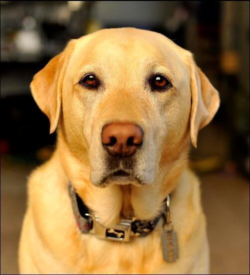 Drop Shipping Labrador Retriever Necklace "1Pcs"